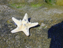 Europe Fashion Women Lady Girls Pretty Natural Starfish Star Beige Hair Clipping EF8